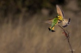 Vumbura - Little Bee Eaters2 Vumbura - Little Bee Eaters2